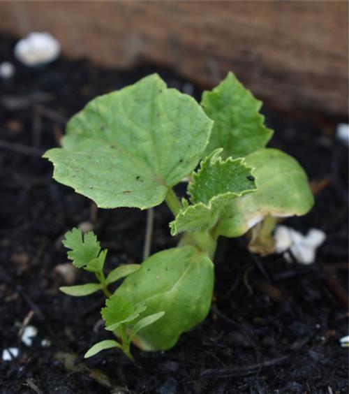 Week 6 Cucumbers 